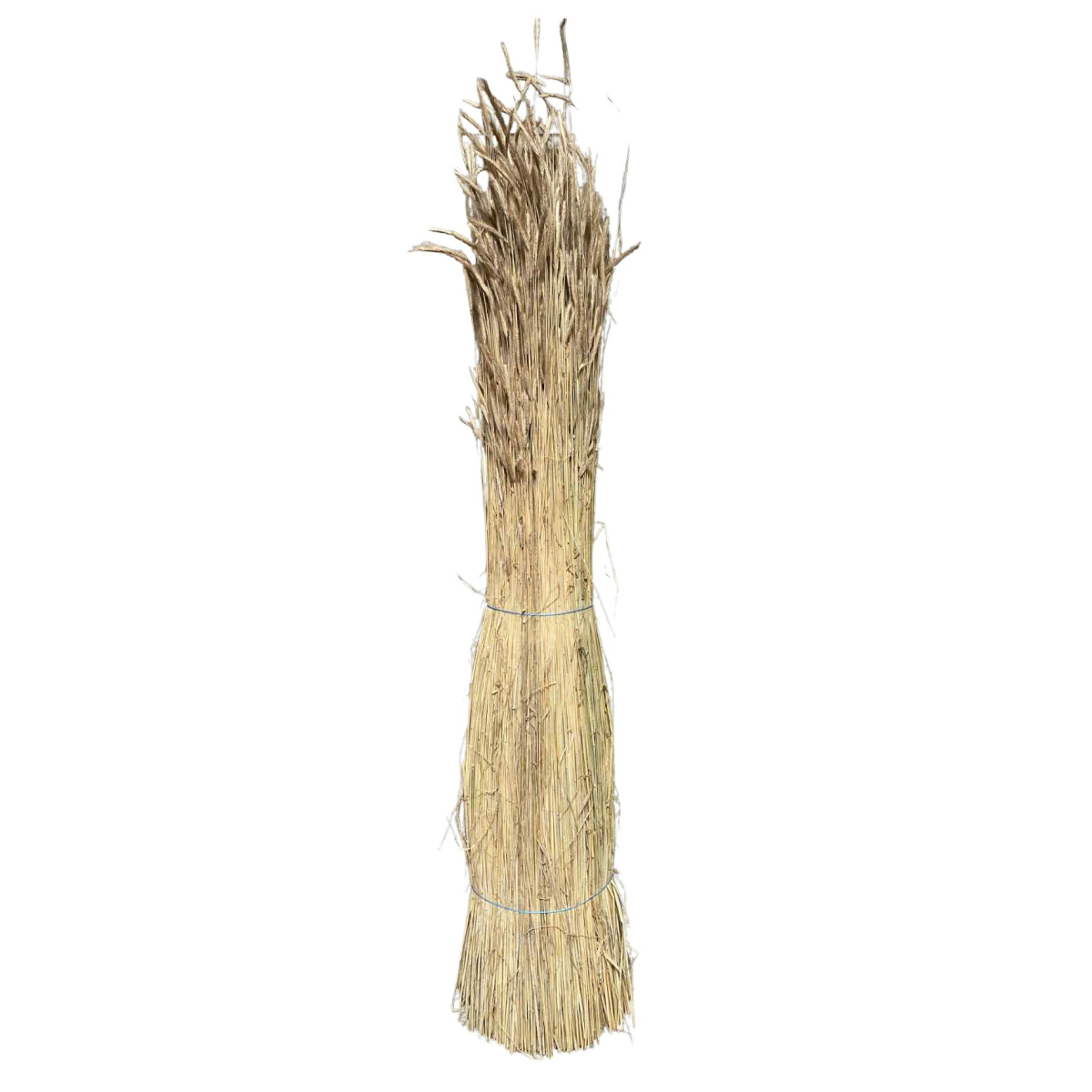 Sheaf of raw rye straw with ears