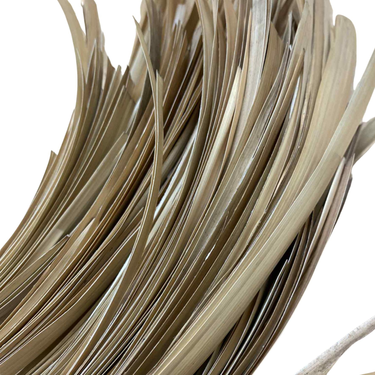 Paille de seigle Aplanie - Vieillie N°4 - 10 gr