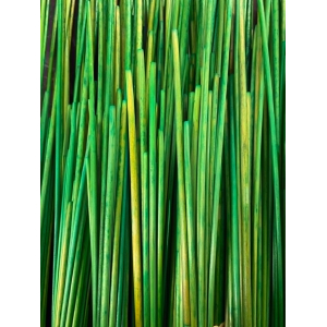 Paille de seigle couleur Citron vert - 50 gr