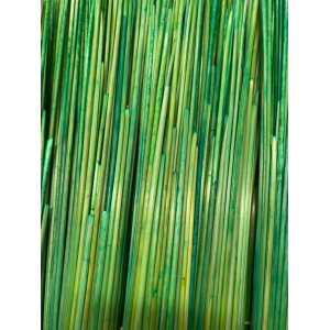Rye straw, yellow green color - 50 gr